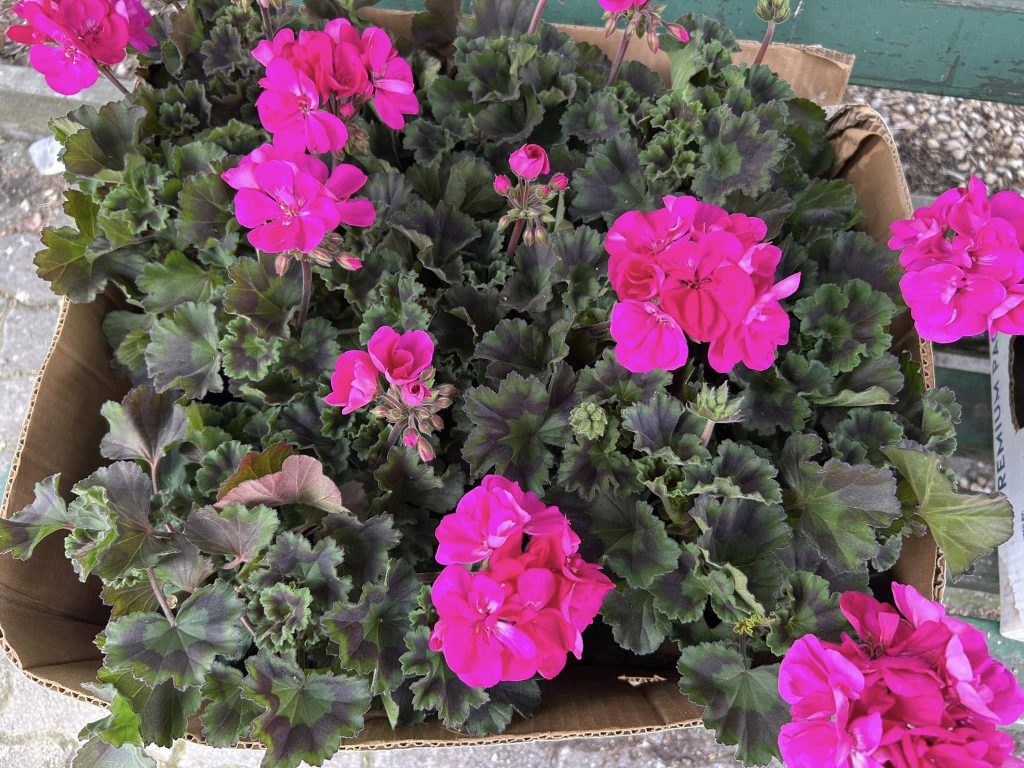 Еколошка акција