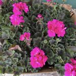 Еколошка акција